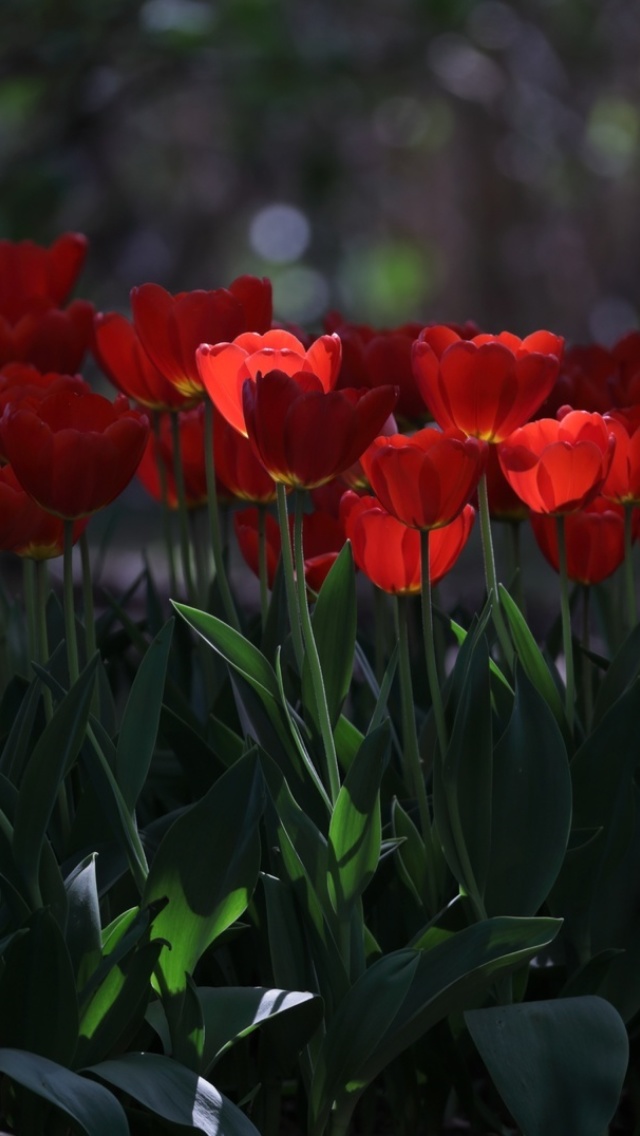 Fondo de pantalla Red Tulips HD 640x1136