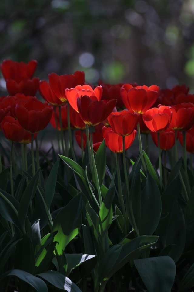 Red Tulips HD wallpaper 640x960