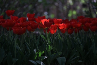 Red Tulips HD Background for Android, iPhone and iPad
