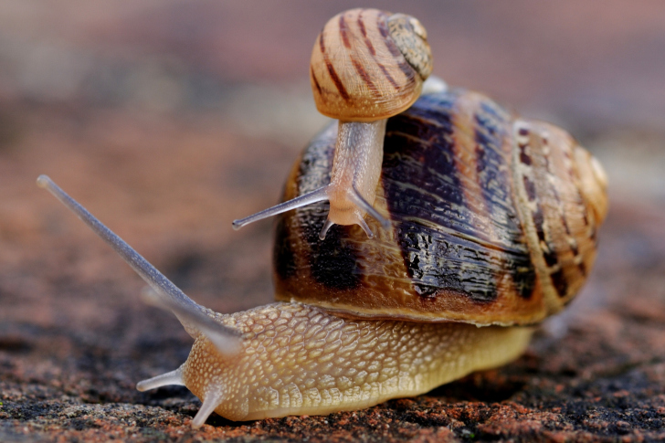 Sfondi Snail Family