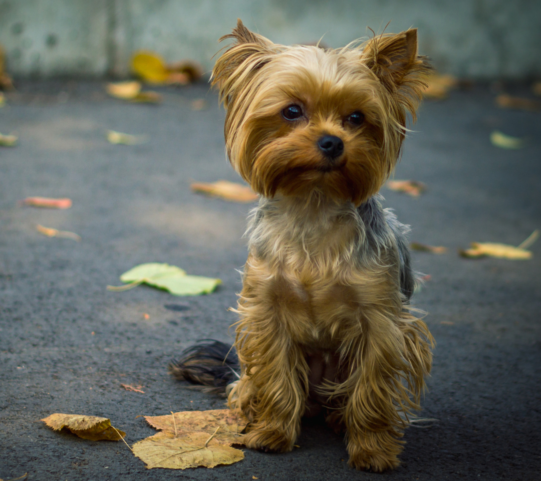 Sfondi Cute Yorkshire Terrier 1080x960