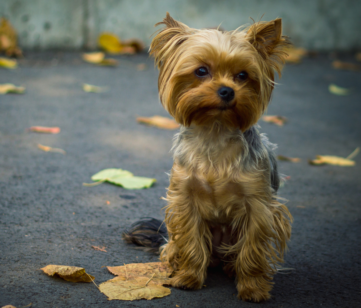 Das Cute Yorkshire Terrier Wallpaper 1200x1024