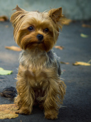 Обои Cute Yorkshire Terrier 132x176