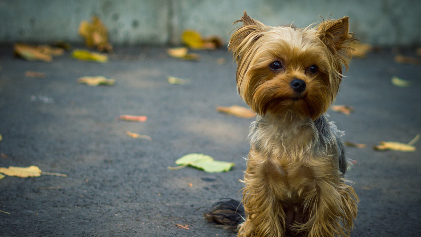 Fondo de pantalla Cute Yorkshire Terrier 1366x768