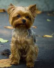 Fondo de pantalla Cute Yorkshire Terrier 176x220