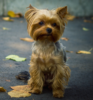 Cute Yorkshire Terrier - Obrázkek zdarma pro iPad