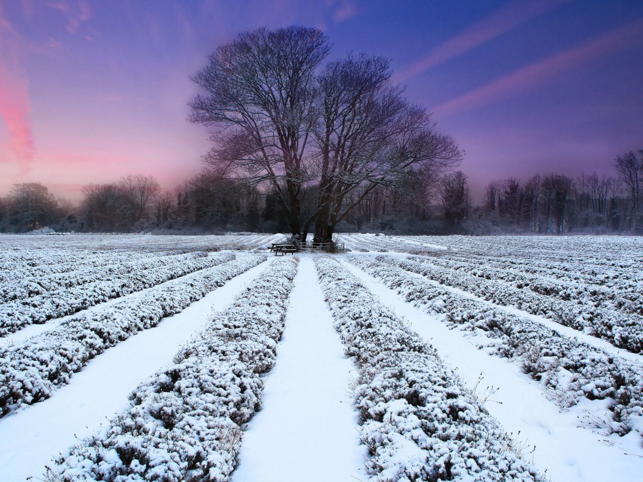 Sfondi Winter Plants 1280x960