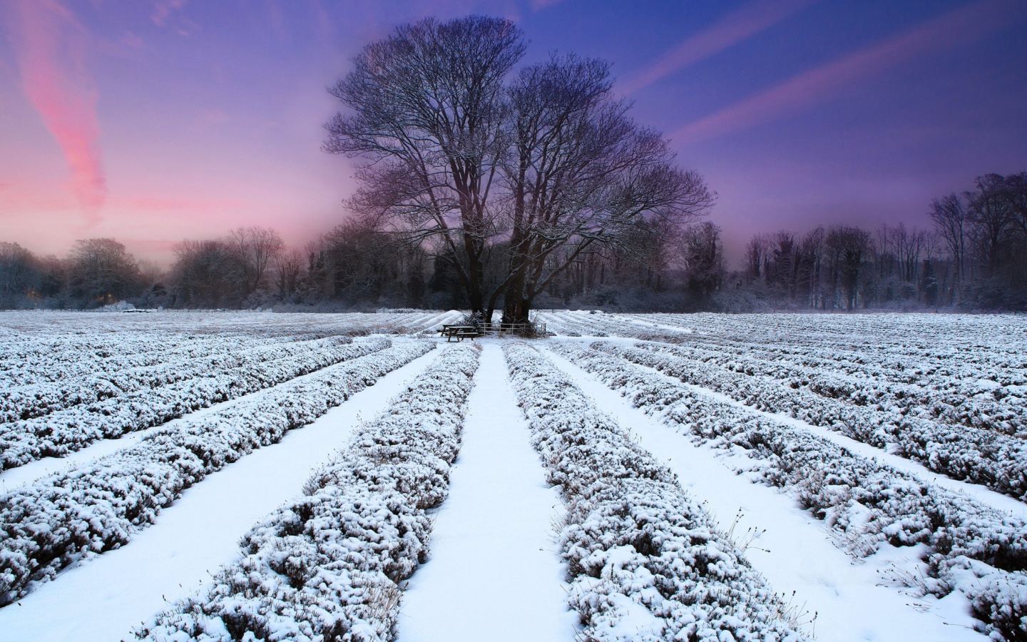 Screenshot №1 pro téma Winter Plants 1440x900