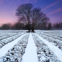 Das Winter Plants Wallpaper 208x208