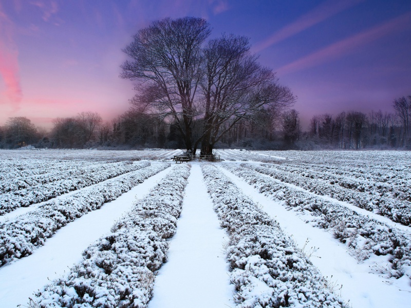 Screenshot №1 pro téma Winter Plants 800x600