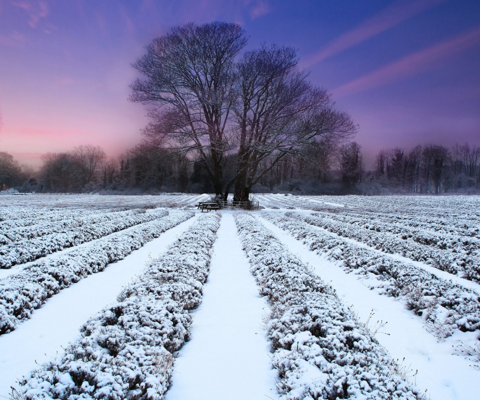 Fondo de pantalla Winter Plants 960x800