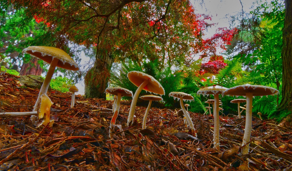 Fondo de pantalla Wild Mushrooms 1024x600