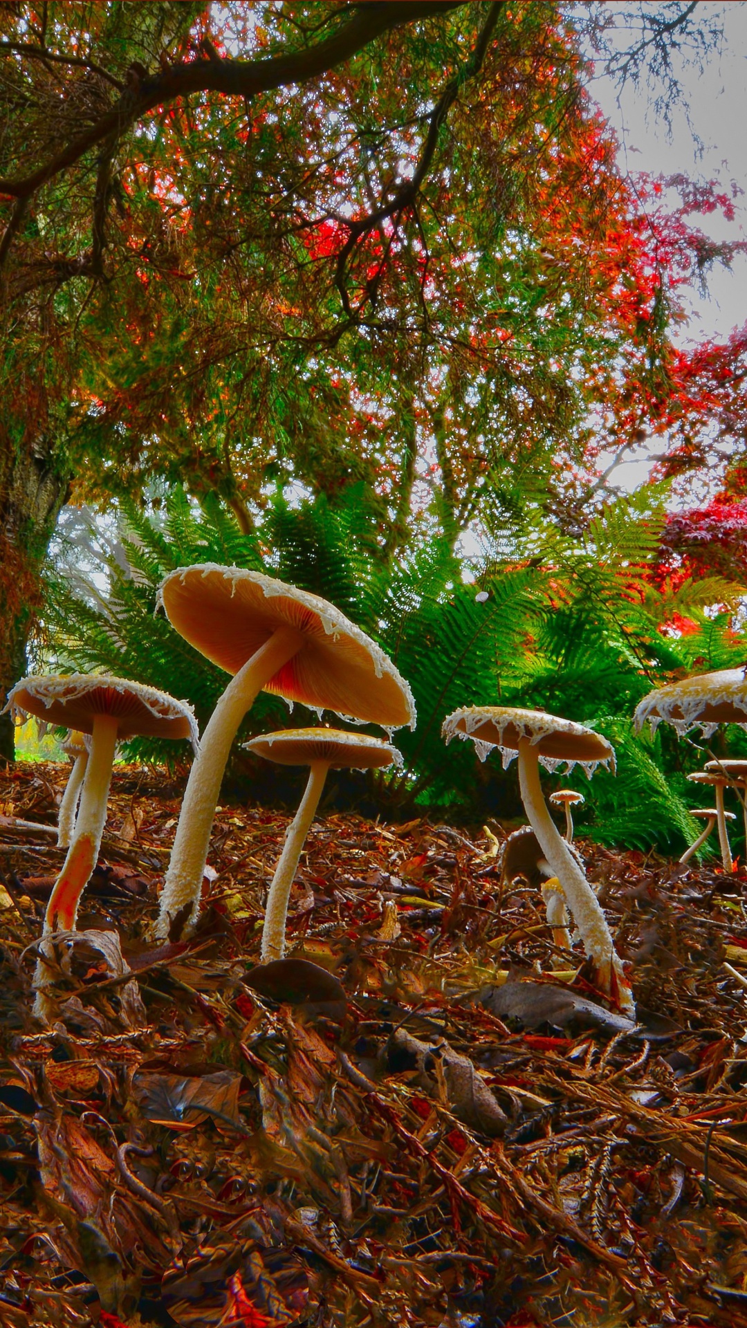Das Wild Mushrooms Wallpaper 1080x1920