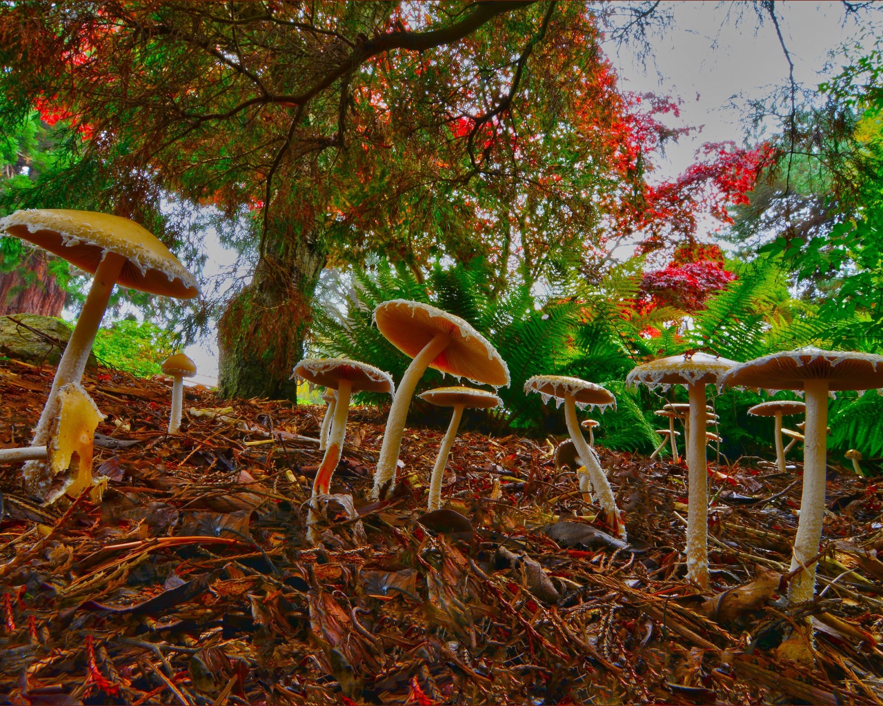 Sfondi Wild Mushrooms 1280x1024