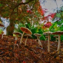 Sfondi Wild Mushrooms 128x128