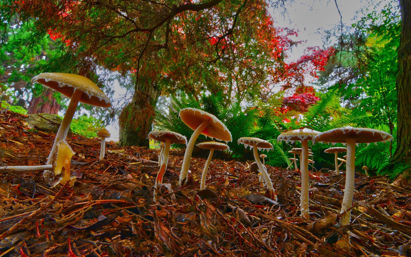 Screenshot №1 pro téma Wild Mushrooms 1440x900