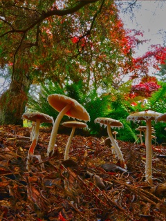 Обои Wild Mushrooms 240x320