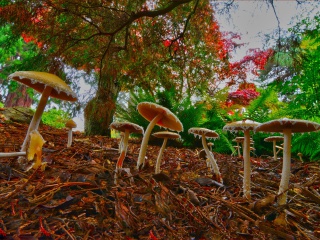 Wild Mushrooms wallpaper 320x240