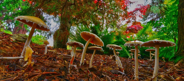 Das Wild Mushrooms Wallpaper 720x320