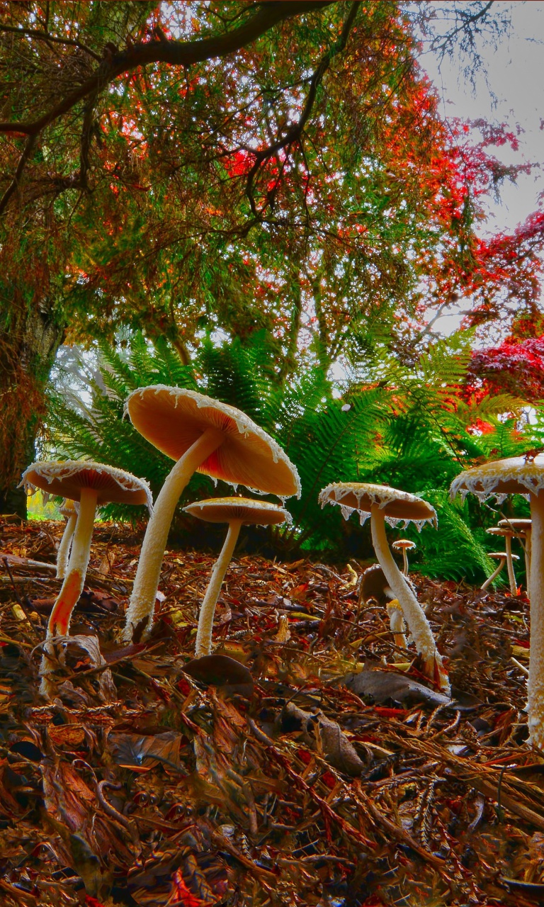 Обои Wild Mushrooms 768x1280
