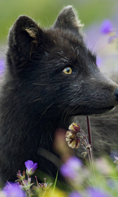 Arctic Fox screenshot #1 240x400