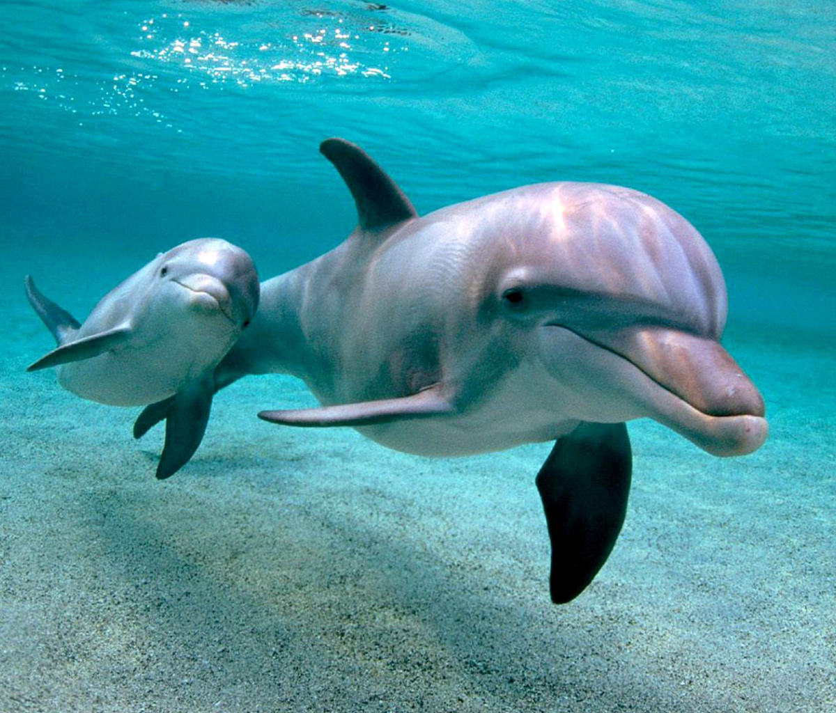 Fondo de pantalla Dolphins family 1200x1024