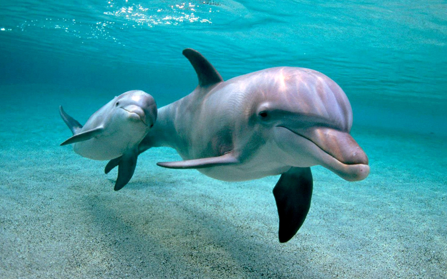Dolphins family screenshot #1 1440x900