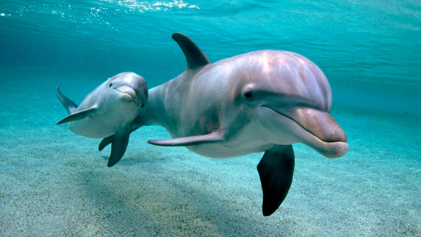 Fondo de pantalla Dolphins family 1600x900