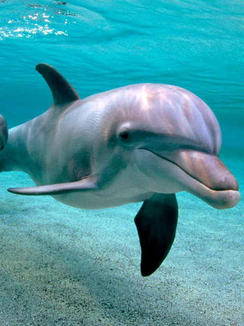 Sfondi Dolphins family 480x640