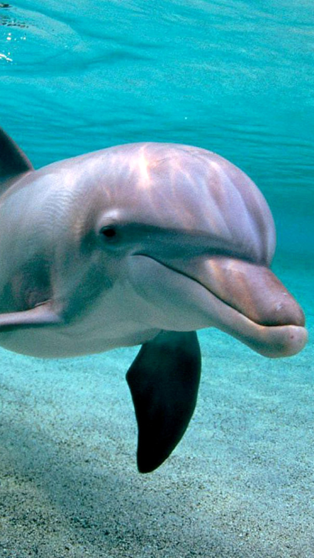 Sfondi Dolphins family 640x1136