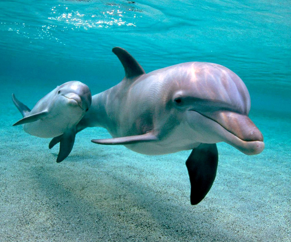 Обои Dolphins family 960x800