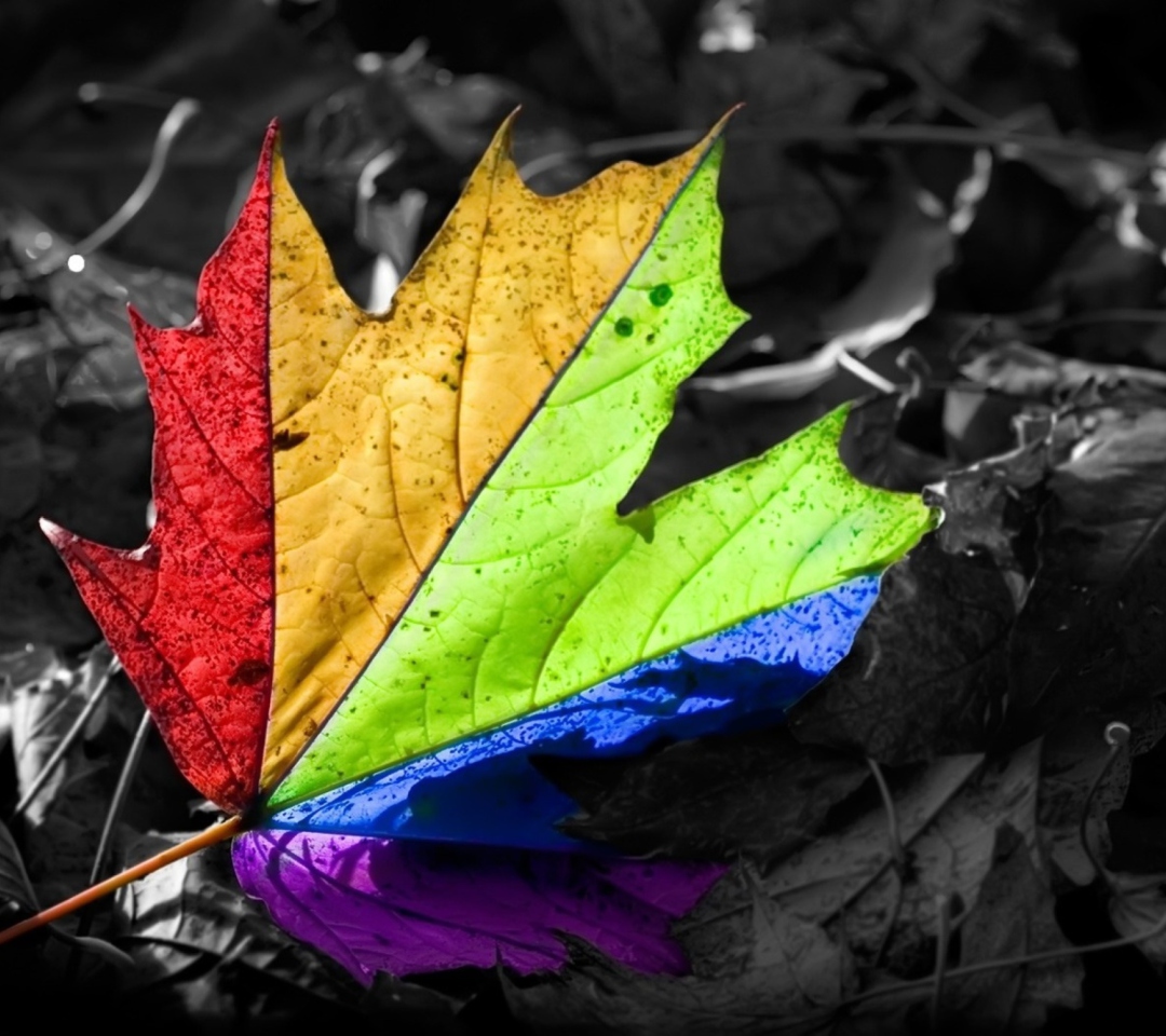 Fondo de pantalla Colorful Leaf 1080x960