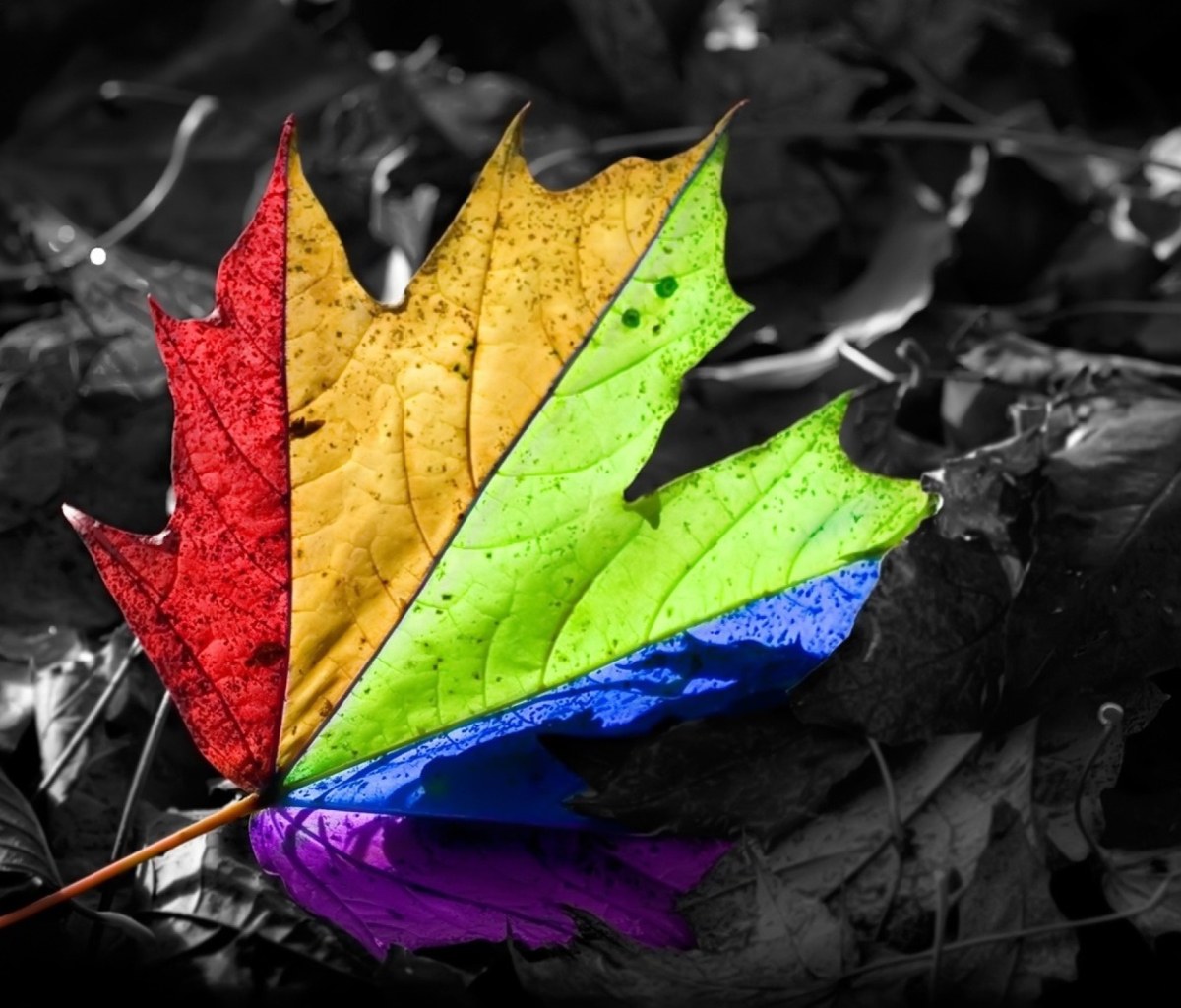 Screenshot №1 pro téma Colorful Leaf 1200x1024