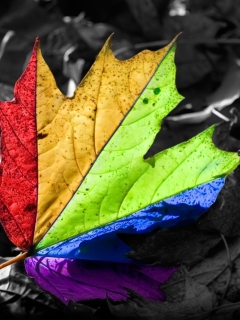 Fondo de pantalla Colorful Leaf 240x320
