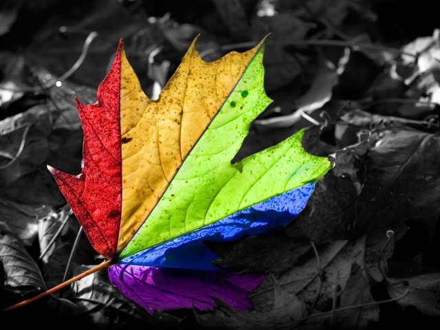 Das Colorful Leaf Wallpaper 640x480