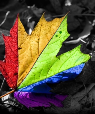 Colorful Leaf - Obrázkek zdarma pro 640x1136