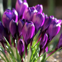 Screenshot №1 pro téma Spring Purple Crocus 128x128