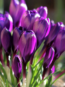 Screenshot №1 pro téma Spring Purple Crocus 132x176