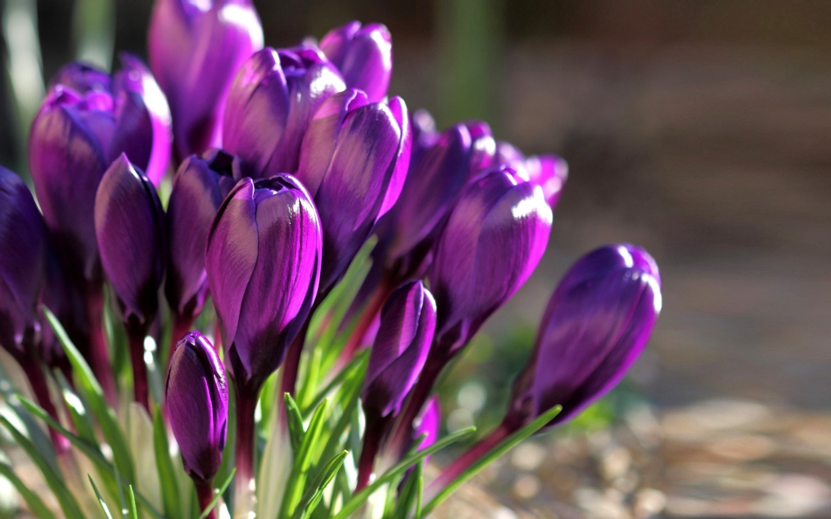 Spring Purple Crocus screenshot #1 1680x1050