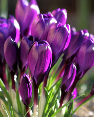 Spring Purple Crocus - Obrázkek zdarma pro iPhone 4S