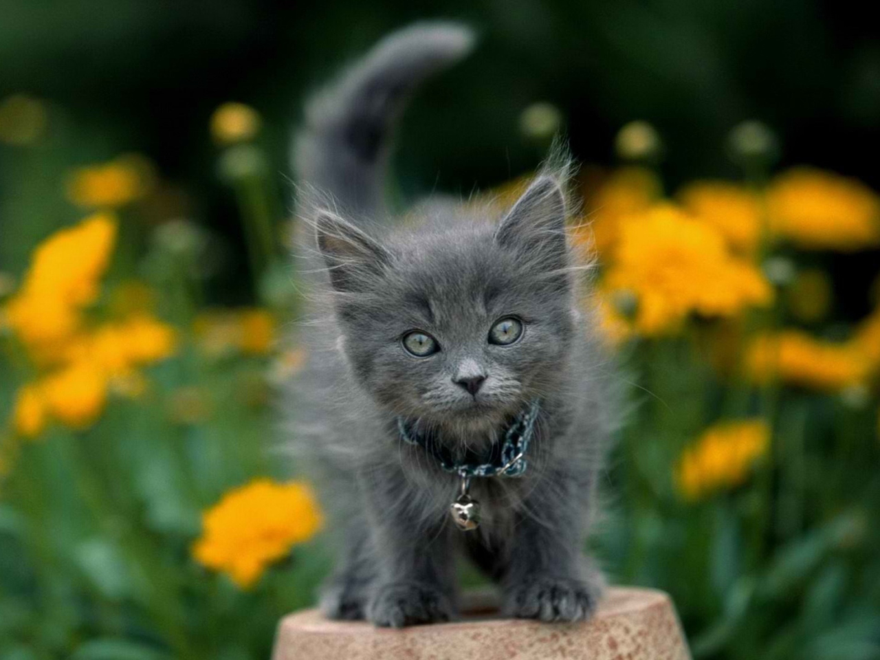 Fondo de pantalla Little Blue Kitten With Necklace 1280x960