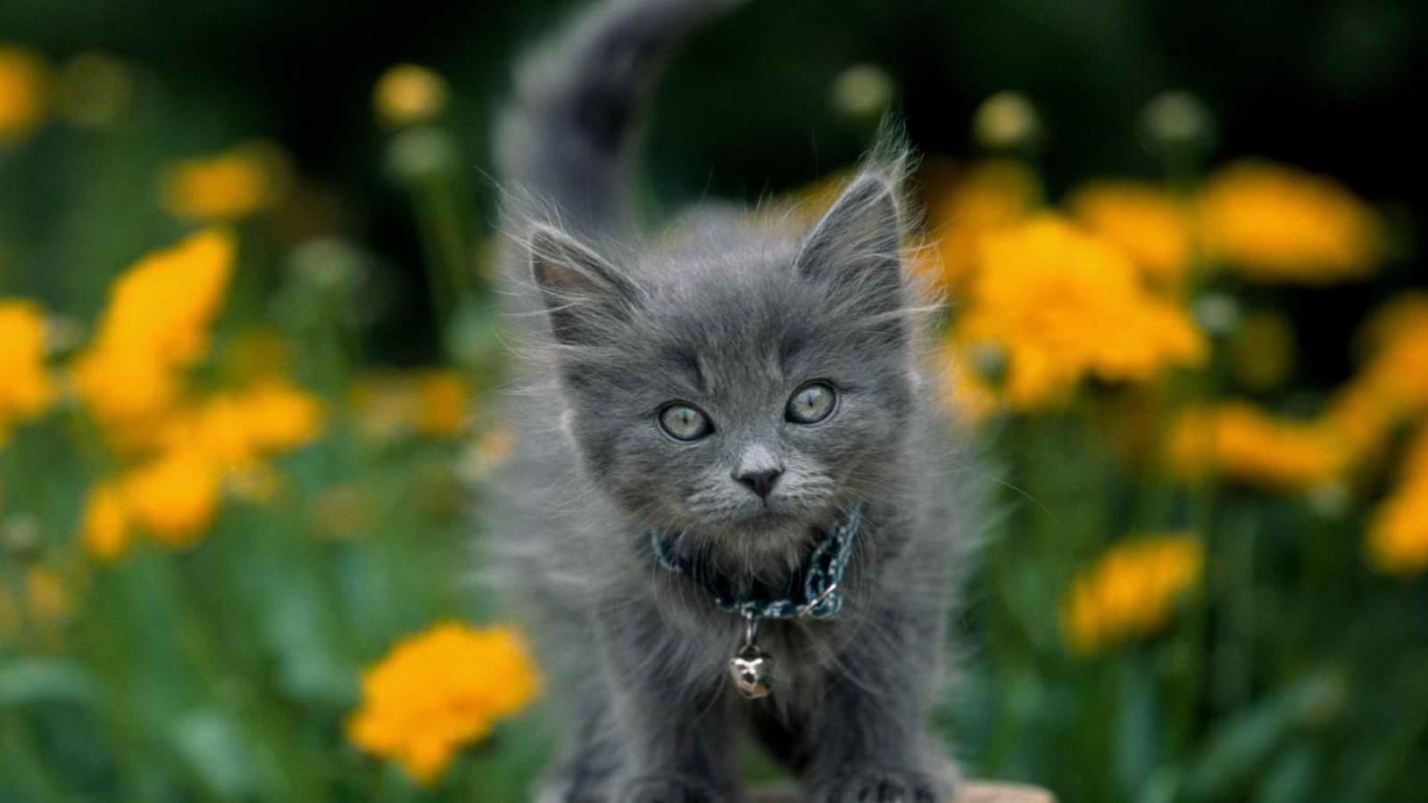 Little Blue Kitten With Necklace screenshot #1 1600x900