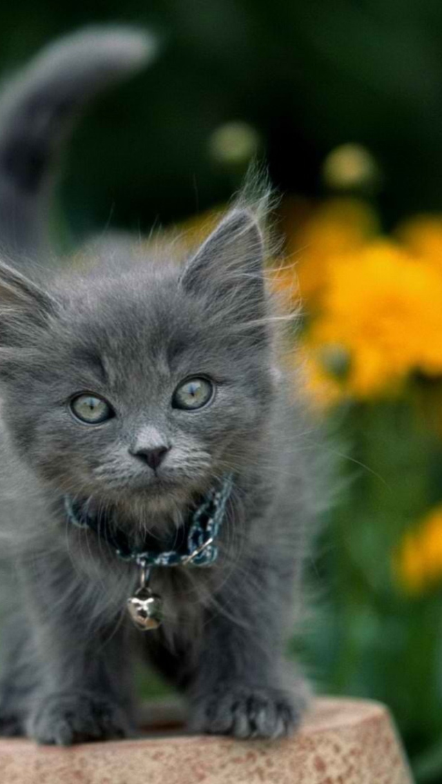 Sfondi Little Blue Kitten With Necklace 640x1136