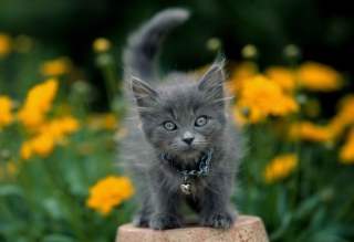 Little Blue Kitten With Necklace Wallpaper for Android, iPhone and iPad