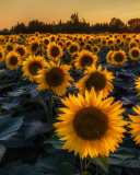 Das Prettiest Sunflower Fields Wallpaper 128x160