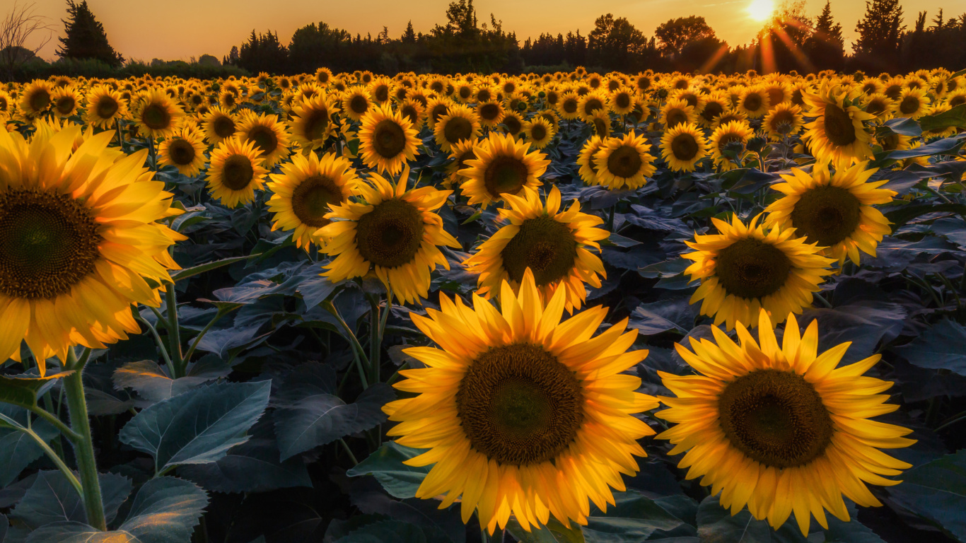 Screenshot №1 pro téma Prettiest Sunflower Fields 1366x768