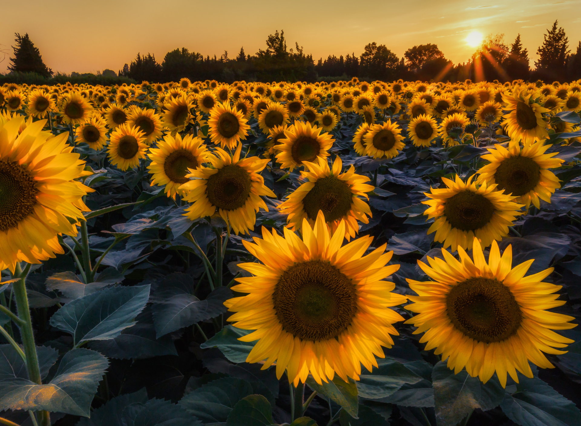 Screenshot №1 pro téma Prettiest Sunflower Fields 1920x1408