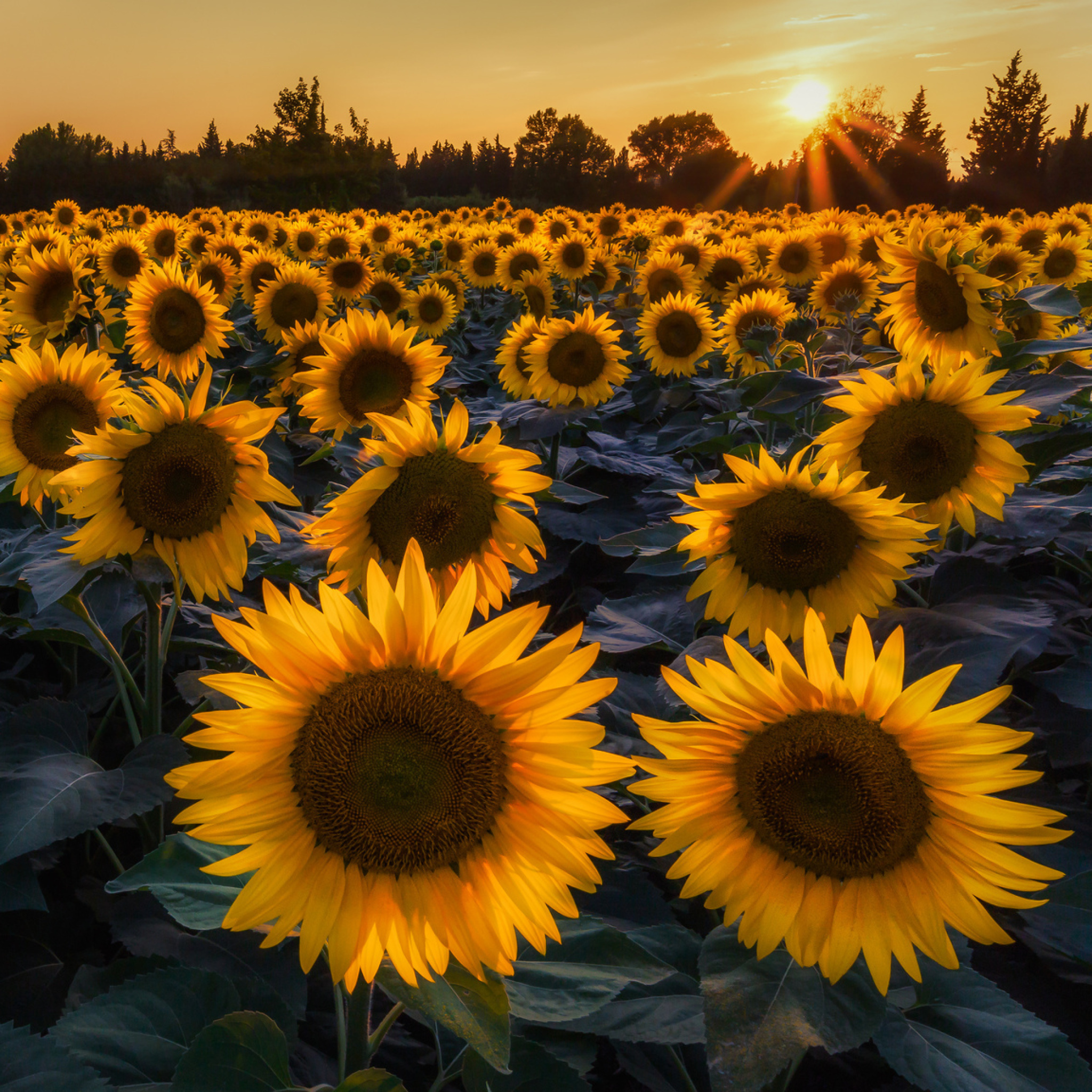 Обои Prettiest Sunflower Fields 2048x2048