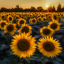 Prettiest Sunflower Fields screenshot #1 208x208