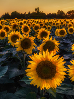 Prettiest Sunflower Fields wallpaper 240x320